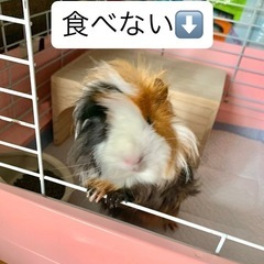 モルモット フードの画像