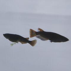 カイジ　メダカの画像