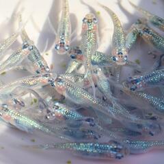 クレオパトラ ブルータイプ メダカ 1匹 めだか 若魚 ラメメダカの画像