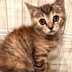 お目目が溢れちゃうくらい可愛い子猫♪