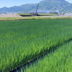 青ネギの調整作業または収穫作業の画像