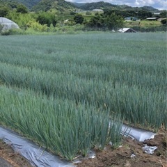 青ネギの調整作業または収穫作業の画像