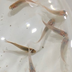 ラメ系MIXメダカ🐟若魚　20匹の画像
