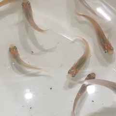 ラメ系MIXメダカ🐟若魚　20匹の画像