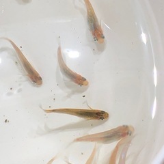 ラメ系MIXメダカ🐟若魚　20匹の画像