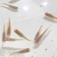 ラメ系MIXメダカ🐟若魚　20匹の画像