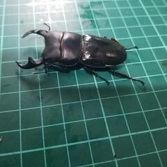①第８国産クワガタカブトムシ安売り‼️の画像