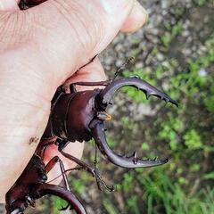 カブトムシ/ノコギリクワガタの画像