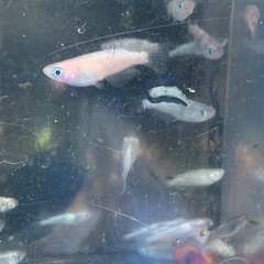 アワビ　カンナギ　ノーマルメダカ　メダカ　めだかの画像