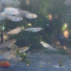 アワビ　カンナギ　ノーマルメダカ　メダカ　めだかの画像