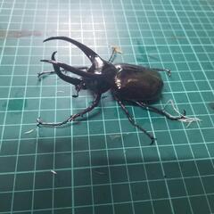 ①国産外国産クワガタカブトムシ500円クジ‼️の画像