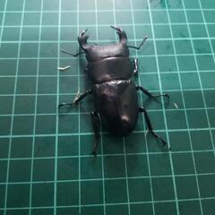 ②国産クワガタカブトムシ安売り‼️の画像