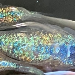 [上物]ネプチューン　ダルマ　３匹の画像