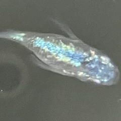 [上物]ネプチューン　ダルマ　３匹の画像
