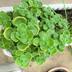 ランキングキーワードに紐づく投稿画像-多肉植物