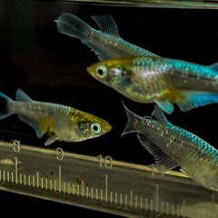 メダカ エメキン 成魚 稚魚 の画像