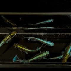 メダカ エメキン 成魚 稚魚 の画像