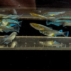 メダカ エメキン 成魚 稚魚 の画像