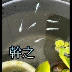 幹之メダカの卵15個の画像