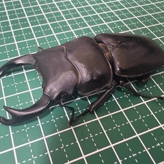 【即ブリ】オオクワガタ♂（76.4mm）-01の画像
