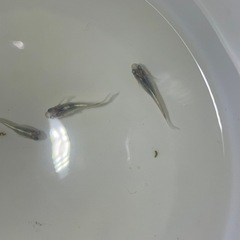 深海メダカの卵15個の画像