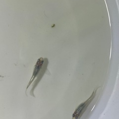 深海メダカの卵15個の画像