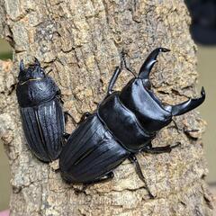 スジブトヒラタクワガタ 60ミリ♂♀ペアの画像