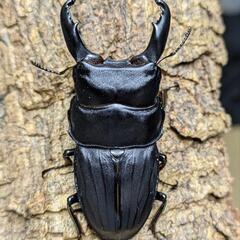 スジブトヒラタクワガタ 60ミリ♂♀ペアの画像