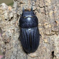 スジブトヒラタクワガタ 60ミリ♂♀ペアの画像