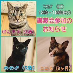 📢保護猫譲渡会参加のお知らせです🌸