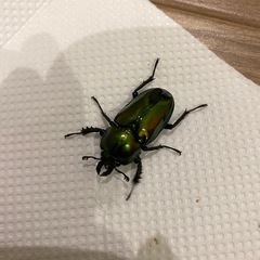 ニジイロクワガタ　新成虫♂1♀2トリオの画像