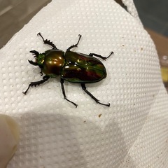 ニジイロクワガタ　新成虫♂1♀2トリオの画像