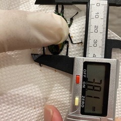 ニジイロクワガタ　新成虫♂1♀2トリオの画像
