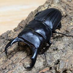 スジブトヒラタクワガタ② 60ミリ♂♀ペアの画像