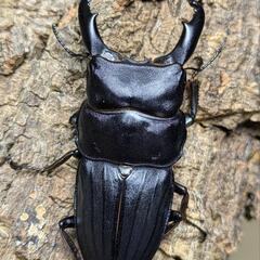 スジブトヒラタクワガタ② 60ミリ♂♀ペアの画像