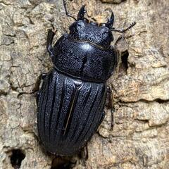 スジブトヒラタクワガタ② 60ミリ♂♀ペアの画像