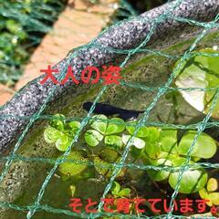 7/26投稿 スーパーブラックメダカの針子(みゆき混合可能)の画像