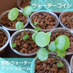 メダカのビオトープ水草 メダカと購入は割引ありの画像