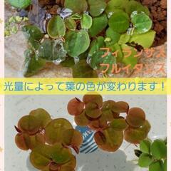 メダカのビオトープ水草 メダカと購入は割引ありの画像