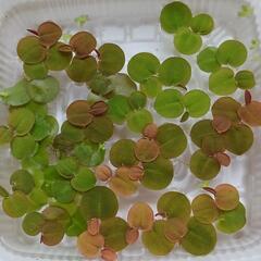 メダカのビオトープ水草 メダカと購入は割引ありの画像