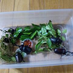 カブト虫ペアの画像
