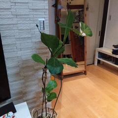 観葉植物カシワバゴムノキの画像