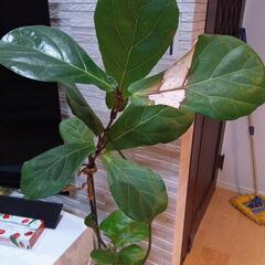 観葉植物カシワバゴムノキの画像