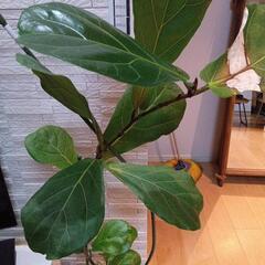 観葉植物カシワバゴムノキの画像