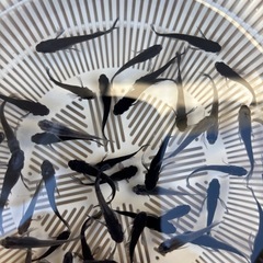 メダカ　サタン　成魚　10匹の画像