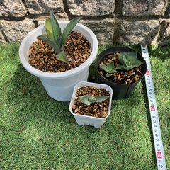 アガベ3鉢セットの画像