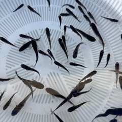 めだか　和墨　若魚成魚　10匹の画像