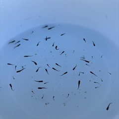 メダカ　サタン　稚魚　15匹の画像