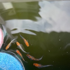 五式竜、宮桜など（稚魚）の画像