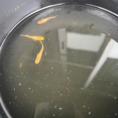 五式竜、宮桜など（稚魚）の画像